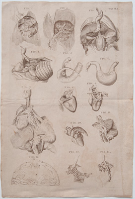 Represents the Placenta; Peculiarities of the Foetus; Ducts of the Mamma